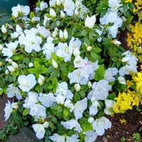 アザレア,花のある暮らし♡の画像