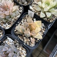 オブツーサ,ハオルチア,花水晶,多肉植物,軟葉系ハオルチアの画像