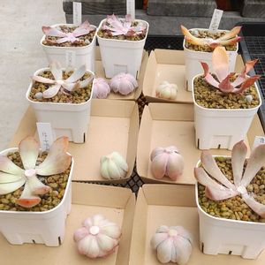 多肉葉挿し,胴切り(手ぐすカット),軒下の画像