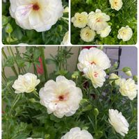 ラナンキュラス　ラックス,ラナンキュラスラックスニノス,ガーデニング,花のある暮らし,可愛いお花の画像