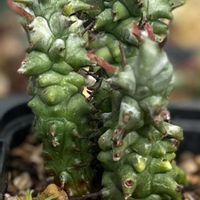 ユーフォルビア ホリダ モンスト,ホリダモンスト,ユーフォルビアの画像