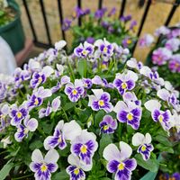 ビオラ ぷちぷちMIX,A－STORYビオラ,A-STORYビオラ流星ピンク,ビオラ 百笑 momoemi,ぷちぷち　まつげの画像