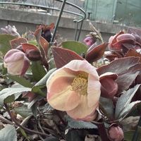 クリスマスローズ,パンジー,パンジー,クリスマスローズ グリーン,クリスマスローズ グリーンの画像