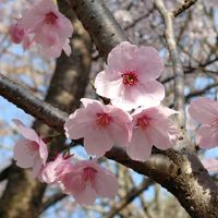 サクラ,陽光,コヒガンザクラ,散歩道での画像