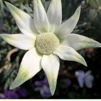 フランネルフラワー エンジェルスター,フランネルフラワー エンジェルスター,可愛い,美しい,出先の花壇の画像