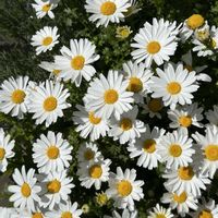 ノースポール,小さな庭の画像