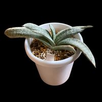 春鶯囀,ガステリア・春鶯囀,ガステリアの画像