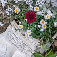 アリッサム,花かんざし,ヘリクリサム,チョコレートコスモス,寄せ植えの画像