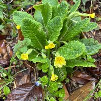 プリムラの画像