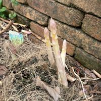アスパラガス,ホワイトアスパラガス,初収穫,家庭菜園,庭の画像