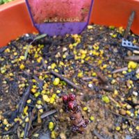 ゲンペイコギク,スモークツリー,スモークツリー,ピコティシャルマン,ピコティシャルマンの画像