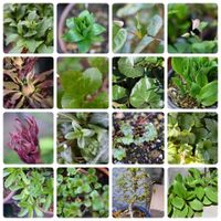 ギボウシ,ベロニカ,ホトトギス,野紺菊,秋明菊の画像