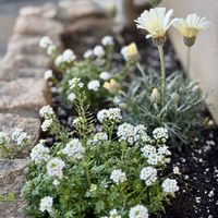 ローダンセマム,フッチンシア,癒し,かわいいな♡,小さな花壇の画像
