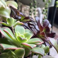 夕映え,多肉植物 寄せ植え,多肉植物 寄せ植え,アエオニウム 属,アエオニウム 属の画像