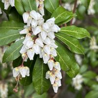 アセビ,公園,雨の日の画像
