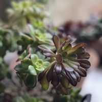 黒法師,黒法師,黒法師,夕映え,夕映えの画像