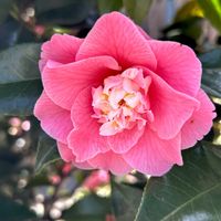 ツバキ,ツバキ,散歩道の花の画像