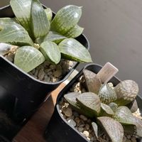 ハオルチア,ハオルチア,多肉植物,観葉植物,ハオルチア属の画像