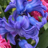 ヒヤシンス,いつもありがとう❣️,お庭のお花,毎日お花に癒される,お花はみんな綺麗✨の画像