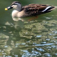 スイレン,スイレンの画像