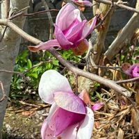 ツバキ,モクレン,春の花,草花を愛でる,庭の画像