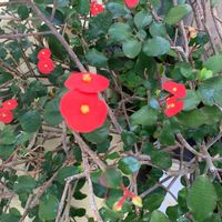 ハナキリンの画像