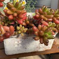 虹の玉,虹の玉,多肉植物,多肉ちゃん,つぶつぶの画像