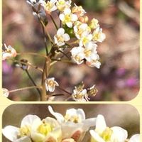 イチゴ,ナズナ,小松菜,ほうれん草,イチゴの花の画像