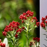 ライスフラワー,ライスフラワー  キャンディレッド,キク科,横浜イングリッシュガーデン,希少品種の画像