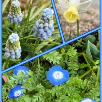 ネモフィラ,ムスカリ,ミニ水仙,鉢植え,小さな花の画像