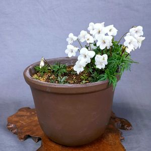 寄せ植え,山野草,白花,鉢植え。,癒されての画像