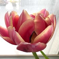 チューリップ,パフィオ デレナティー,リビング,窓辺の画像