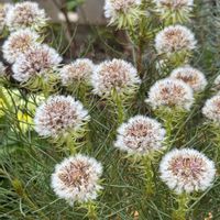 セルリア,嬉しい出会い,福井県総合グリーンセンター,wakuwakuの画像