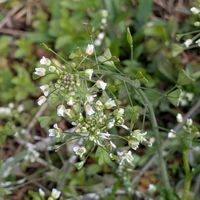 スミレ,ナズナ,パンジー,花散歩,花のある暮らしの画像