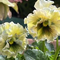 パンジー,パンジー フェデネージュ,ビオラ・パンジーの画像