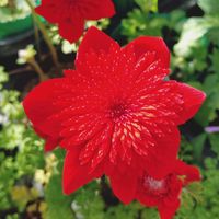 アネモネ,アネモネ・ポルト,鉢植え,癒し,花のある暮らしの画像