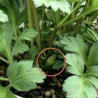 アネモネ,八重咲きアネモネ　ポルトダブルピンク,八重咲きアネモネ　ポルトダブルピンク,ベランダガーデン,夏越しっ子の画像