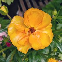 フレンチラベンダー,ラナンキュラスラックス,ラナンキュラスラックス　ミネルバ,鉢植え,お花のある暮らしの画像