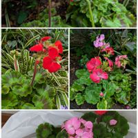 ゼラニウム,マーガレット,シマちゃん,可愛いお花達,世界に平和をの画像