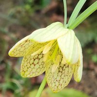 バイモ,バイモ（アミガサユリ）,和庭の画像