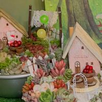 セダム,セダム,エケベリア,オーロラ,虹の玉の画像