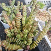小米星,舞乙女,多肉植物,クラッスラ属,ニョロニョロの画像