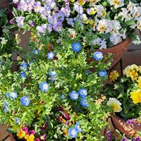 ネモフィラ,ビオラ,鉢植え,種まき,庭の画像