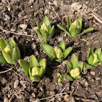 ヒアシンス,花好き,庭の画像