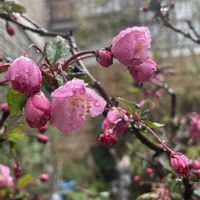 ツバキ,ハナカイドウ,赤い花,マイガーデン,今日の一枚の画像