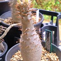 パキポディウム・グラキリスの画像