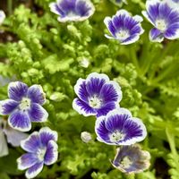 ネモフィラ,ビオラ,ガーデニング,花のある暮らし,小さな庭の画像