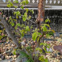 カリン,庭の画像