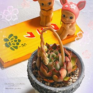 花うらら,エケベリア 花うらら,多肉の蕾,多肉の花芽,多肉ラボ©の画像