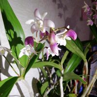 セッコクの画像